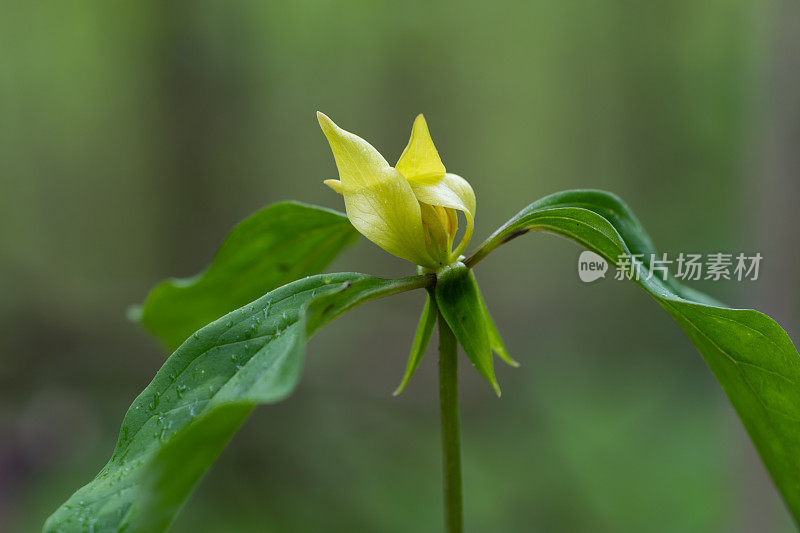 谢氏三兆(Trillium recurvatum shayii)， Mt. Magazine, AR